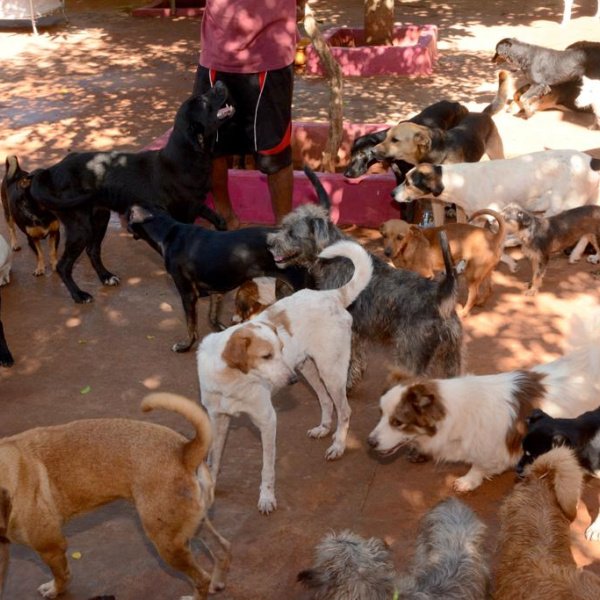 🐾 Rifa Solidária – Ajude a ONG que Cuida de Cães e Gatos Resgatados